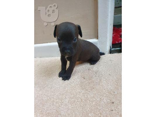 PoulaTo: Κουτάβια Patterdale